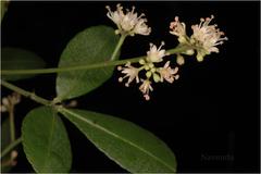 Toddalia asiatica var. gracilis